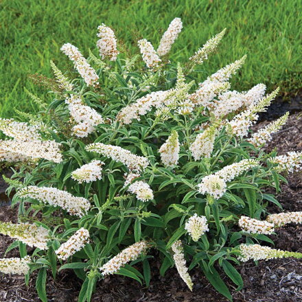 Komule davidova trpasličí "Summer bird White (Buddleia davidii).