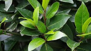 Bobkový list (Laurus nobilis). 