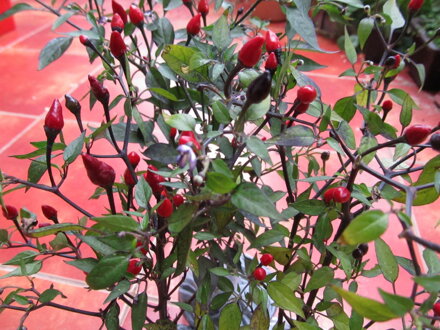 Paprika Křovitá, Cayenský Pepř neboli Chilli (Capsicum frutescent)