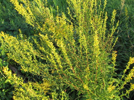 Celík zlatobýl (Solidago virgaurea). 