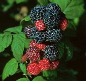 Malina černá Black jewel ( Rubus occidentalis 'Black Jewel)