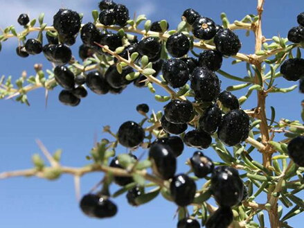 Kustovnice černá - Goja Black Berry  (Lycium ruthenicum)