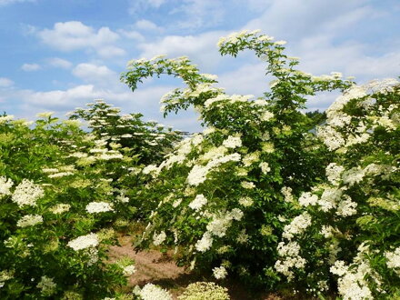 Bez černý  (Sambucus nigra) ‘Haschberg’ velkoplody bez!!!!