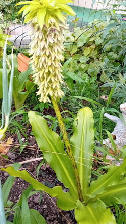 Chocholatice dvoubarevná (Eucomis bicolor)