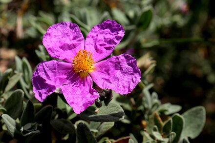 Cist šedavý (Cistus incanus) 