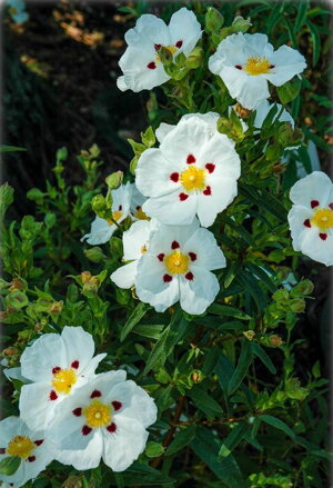 Cist ladanový   (Cistus ladanifer)