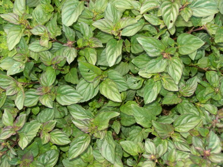 Máta citronová  ( Mentha piperita v.citrata "Citron")