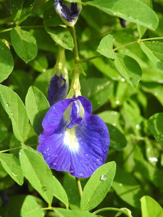 Modrý čaj - Clitoria ternatea - Elixír života z Asie. 