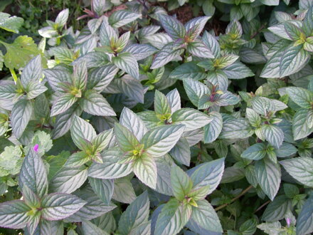 Máta čokoládová  ( Mentha piperita " Schoko ")