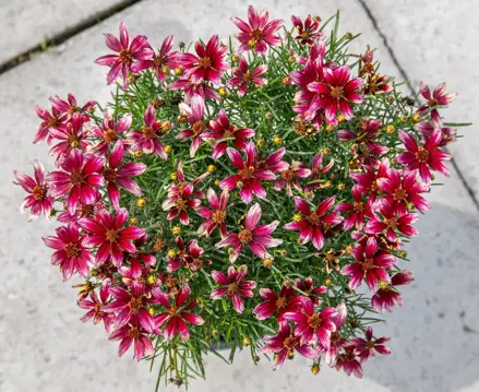 Krásnoočko přeslenité 'Sunstar rose' (Coreopsis verticillata )