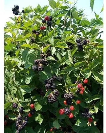 Ostružiník balkonový - Black Diamond (Rubus fructicosus)