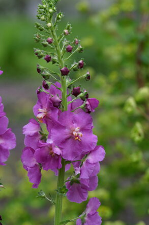 Divizna brunátná (Verbascum phoeniceum)