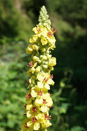 Divizna černá - Verbascum nigrum