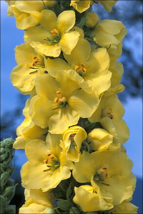 Divizna velkokvětá (Verbascum densiflorum). 