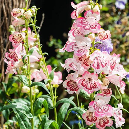 Dračík Ice cream - Strawberries Cream (Penstemon hartwegii)