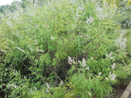 Drmek čínský též malabarský  (Vitex negundo)