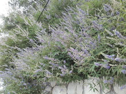 Drmek jehněčí (Vitex agnus-castus) Mnišský pepř