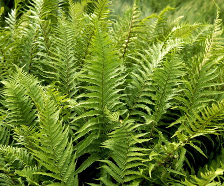 Kapraď samec (Dryopteris filix-mas)