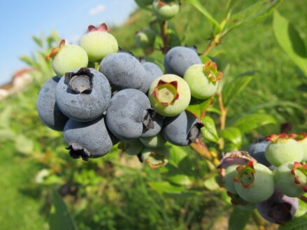 Kanadská borůvka´Duke´ (Vaccinium corymbosum ´Duke´).