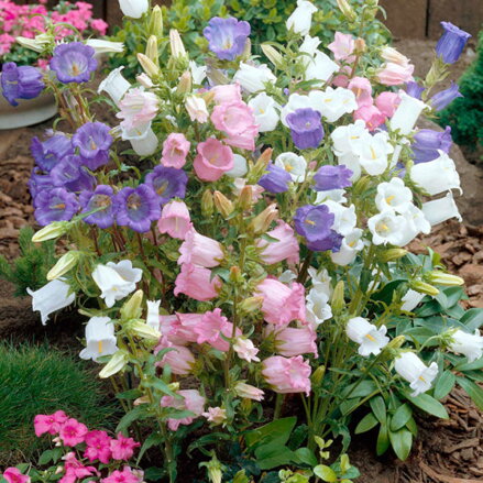 Zvonek zahradní ( Campanula medium) Cup and Saucer