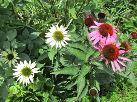  Echinacea-Třapatka nachová " White swan"(Echinacea purpurea) "Bílá labuť"