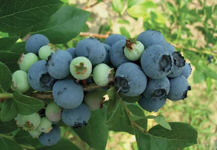  Kanadská borůvka´Hannah´s Choice ´ (Vaccinium corymbosum ´Hannah´s Choice ´).