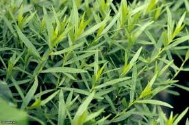 Pelyněk estragon francouzský "Pfefferkorn"  - anýzový (Artemisia dracunculus). 