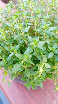 Tymián obecný - Faustiny (Thymus vulgaris ) větší rostlina!