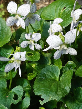 Fialka s pihami (Viola sororia " Dark Freckles " )- violka, fialka