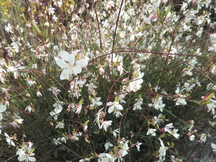 Gaura lindheimeri Geyser white. 