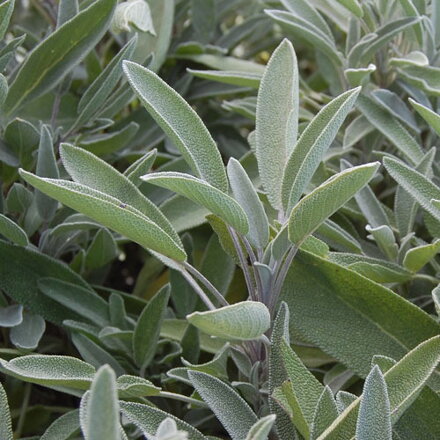 Šalvěj lékařská Evita Compact (Salvia officinalis).