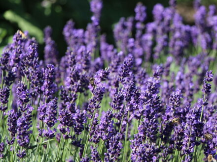 Levandule lékařská modrá " Hidcote Blue Strain " -(Lavandula angustifolia )