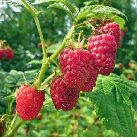 Maliník 'Delniwa' stáleplodící  (Rubus idaeus 'Delniwa')