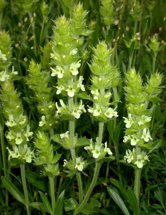 Hojník yzopolistý Španělský horský čaj ('Sideritis hyssopifolia')