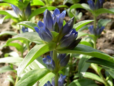 Hořec lékařský (Gentiana officinalis).