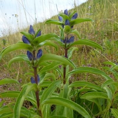 Hořec křížatý (Gentiana cruciata)