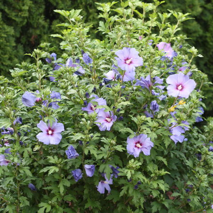 Ibišek sirký ( Hibiscus syriacus)