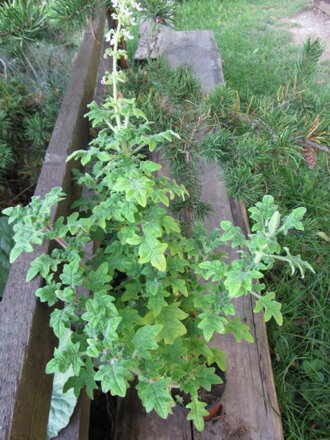 Iboza species (Tetradenia species). Migrenovník