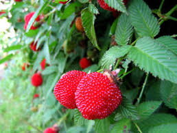 Ostružiník jahodnatý (Rubus illecebrosus) Ostružinojahoda