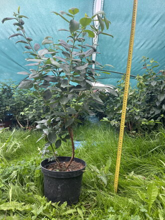  Kanadská borůvka´Duke´ (Vaccinium corymbosum ´Duke´) tříleté!!!