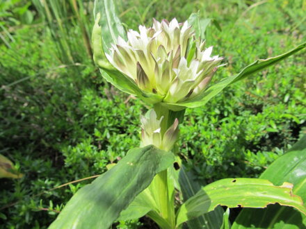 Hořec tibetský (Gentiana tibetica). 