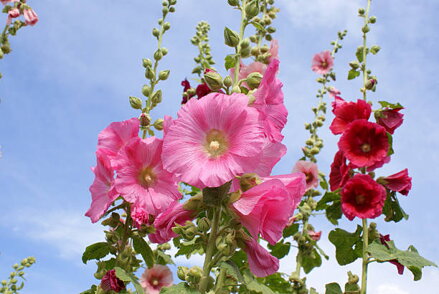 Topolovka řůžova - Alcea Rosea