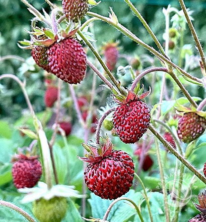 Jahodník obecný Korsický (Fragilaria vesca)