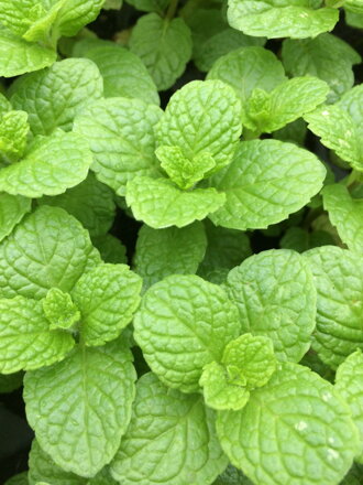 Máta kentacká  Mentha " Kentucky Spearmint "