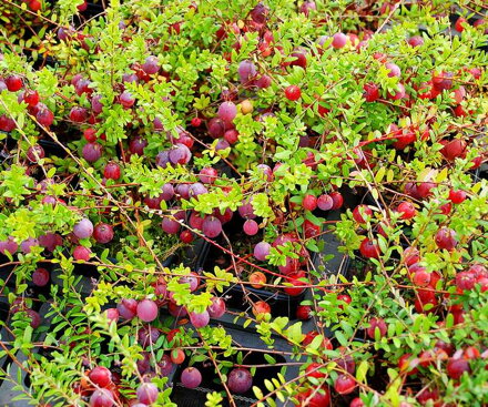 Klikva vekloplodá BIG PEARL (Vaccinium macrocarpon ´Big pearl´ Cranberress). 