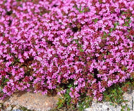 Mateřídouška úzkolistá (Thymus serpyllum) Teracina