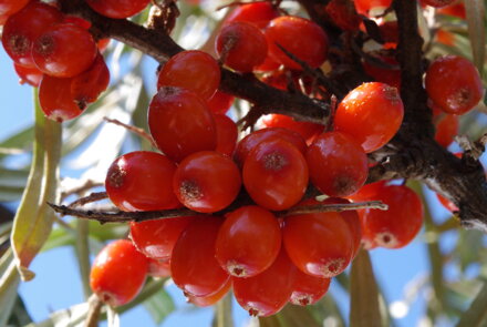 Rakytník řešetlákový (Hippophae rhamnoides)- Krasavice - samice