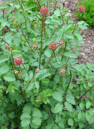 Krvavec menší (Sanguisorba minor). 