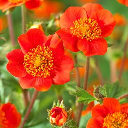 Kuklík šarlatový (Geum coccineum )