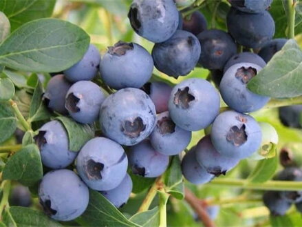 Kanadská borůvka 'Elliot' (Vaccinium corymbosum 'Elliot')